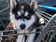 Siberian Husky
