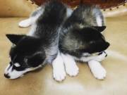 Sweet Siberian husky puppies For Sale