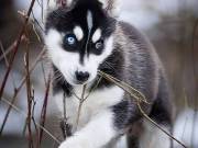 Charming Husky Puppy with Blue Eyes ...... Text  (209) 322-1693