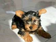 yorkiepuppy for adoption 2102391919