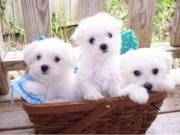 Maltese Puppies for Adoption (520) 286-9689