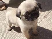 2 Lilacs Pug puppies ready now for new homes
