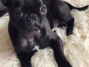 Adorable female pug puppy ready to meet new home now.