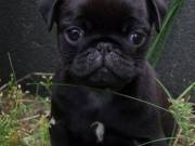 Black playful 12 weeks pug dog ready to go.