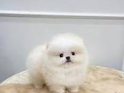   Charming T-Cup Pomeranian Puppies For Adoption.text +1(970-208-8554
