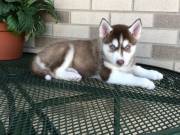 Best grade Siberian Husky puppies available now.