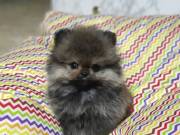 Peaceful and playful toy Pomeranian fogs for new homes.