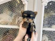 Adorable Mini Yorkie babies for sale.