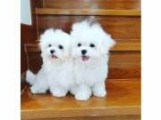 Fantastic purebred  MALTESE puppies