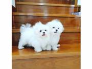 Gorgeous Purebred Mini maltese Puppies