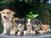 CUTE PEMBROKE WELSH CORGI PUPPIES AVAILABLE