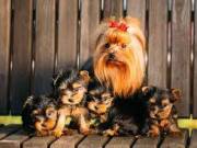 @@@@Amazing Yorkshire Terrier puppy @@@@