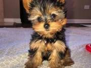 Yorkshire Puppies with Excellent Temperament