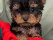 Beautiful Teacup Yorkie Pups for Sale