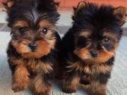 Lovely Yorkshire Terrier puppy