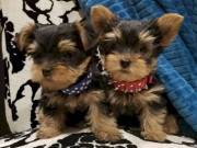 2 Healthy Tiny Yorkshire Puppies