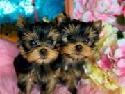 Fantastic Teacup Yorkie Puppies Available