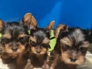 Yorkie Puppies Available