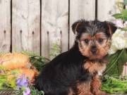 Cute Yorkshire Terrier!