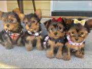 Medium Sized Yorkie Pups Available