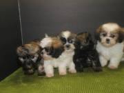 Cute Purebred Shih Tzu Puppies available