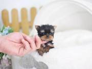 Yorkie looking for a forever home