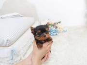 Purebred Tiny Yorkie Puppies
