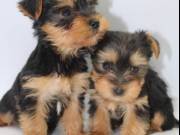 X Yorkie puppies ready