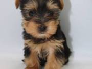 Trained T-Cup Yorkie pups