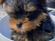 Beautiful T-Cup Yorkie Puppies for adoption