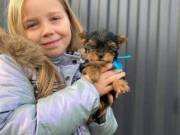 Cute little YORKIE puppies