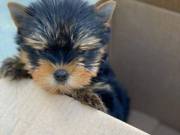 Intelligent T-Cup Yorkie puppies 