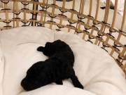 Little  Egyptian Black Toy Poodle 
