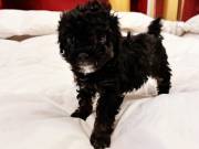 Adorable Iras Tut , Teacup Toy Poodle Puppy 