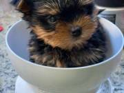 Home Raised and House Broken Yorkies