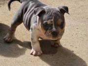 Trained and well behaved American Bulldog puppies available for caring homes.+1 720-835-0297