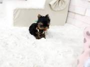 Cutest Yorkie puppies