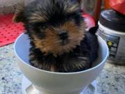  Male and Female yorkie puppies for a loving home...