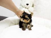 Excellent T-Cup Yorkie Puppies now ready$