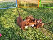 good daschund