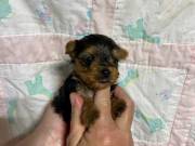 Yorkie puppies for sale