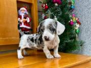 Dachshund adorable male and female puppies available for rehoming.
