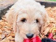 F1 heath tested Golden doodle puppies ready now