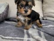 Lovely Yorkshire Terrier Puppies
