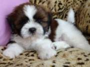 Affectionate Shih Tzu Puppies