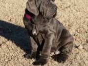 Well Trained Male And Female Neapolitan Mastiff Puppies