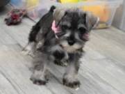 Well Trained Miniature Schnauzer Puppies Available
