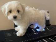 Adorable Maltipoo Puppies