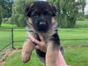 Beautiful German Shepherd Puppies