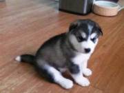 Male And Female Siberian Husky Puppies Available